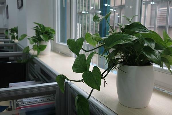 办公室花卉摆放风水 办公室养什么花运气好