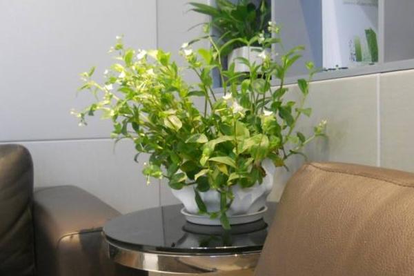办公室花卉摆放风水 办公室养什么花运气好