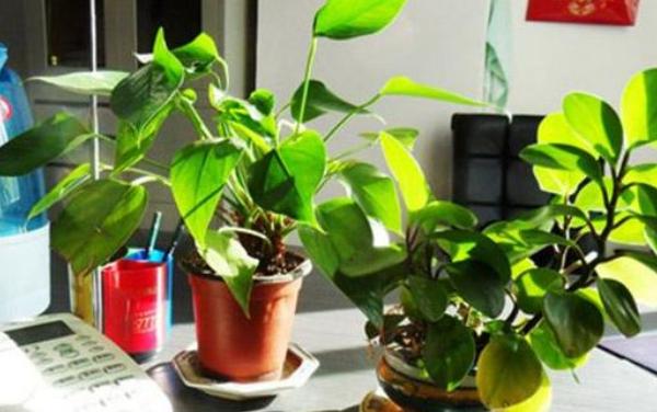办公室花卉摆放风水 办公室养什么花运气好