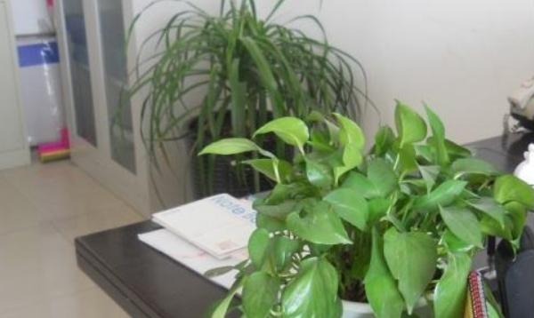 办公室花卉摆放风水 办公室养什么花运气好