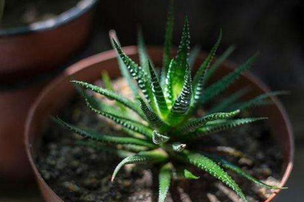 办公室花卉摆放风水 办公室养什么花运气好