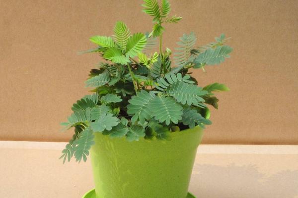 办公室花卉摆放风水 办公室养什么花运气好