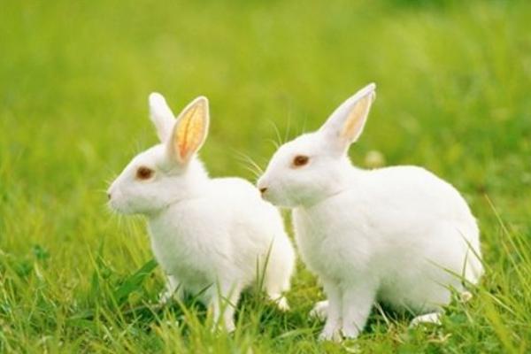 兔子怎么分公母? 兔子的饲养管理