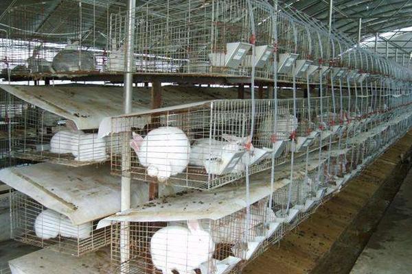 兔子怎么分公母? 兔子的饲养管理