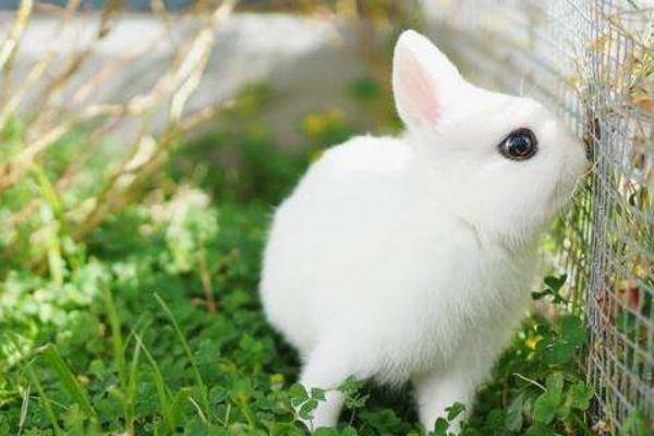 兔子怎么分公母? 兔子的饲养管理