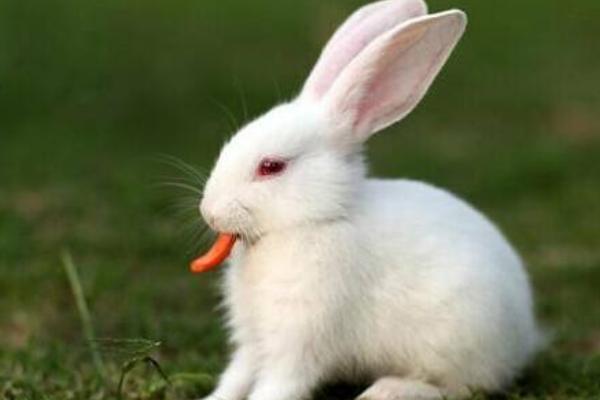 兔子怎么分公母? 兔子的饲养管理