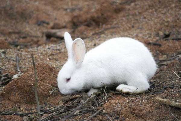 兔子怎么分公母? 兔子的饲养管理