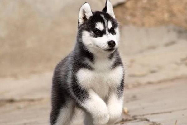 哈士奇多少钱一只? 纯种哈士奇的选购方法