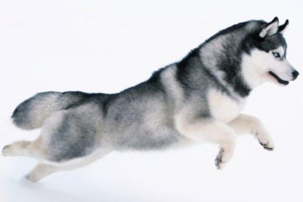 哈士奇多少钱一只? 纯种哈士奇的选购方法