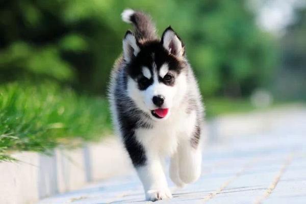 哈士奇多少钱一只? 纯种哈士奇的选购方法