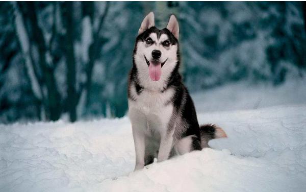 哈士奇多少钱一只? 纯种哈士奇的选购方法