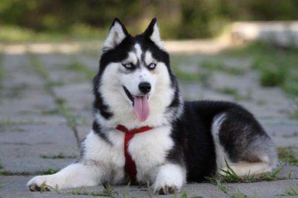 哈士奇多少钱一只? 纯种哈士奇的选购方法