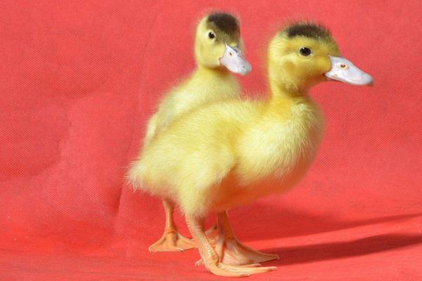 肉鸭苗价格多少钱一只? 怎么挑选好的肉鸭苗