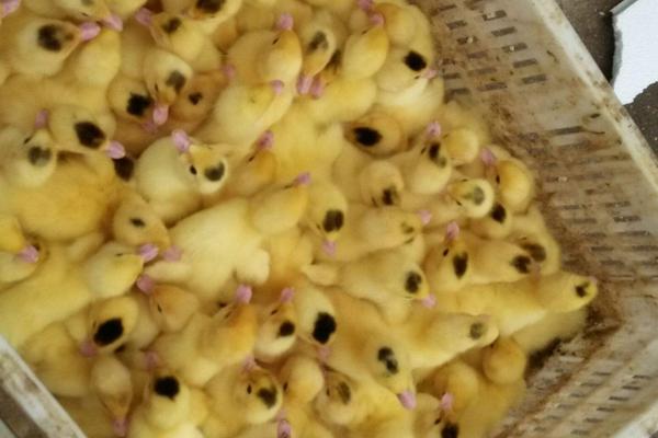 肉鸭苗价格多少钱一只? 怎么挑选好的肉鸭苗