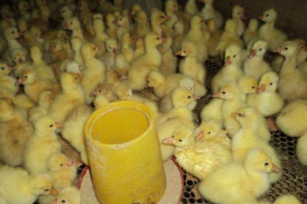 肉鸭苗价格多少钱一只? 怎么挑选好的肉鸭苗