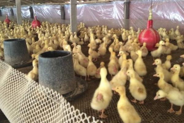 肉鸭苗价格多少钱一只? 怎么挑选好的肉鸭苗