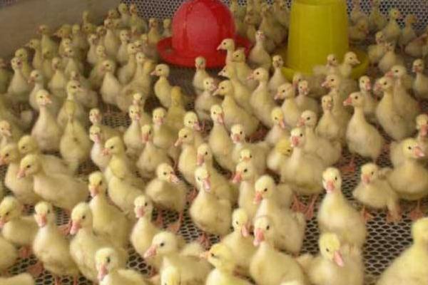 肉鸭苗价格多少钱一只? 怎么挑选好的肉鸭苗