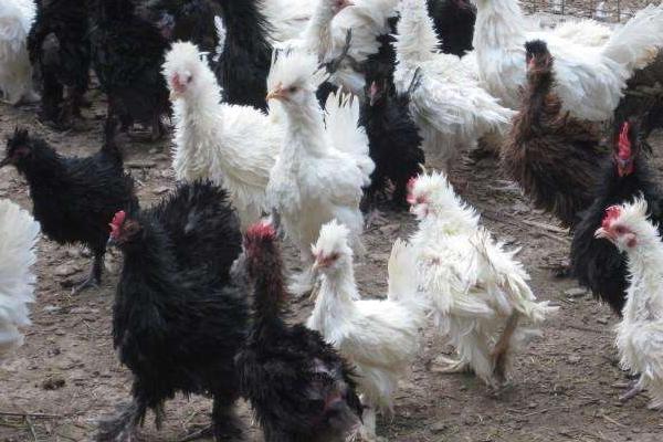 乌鸡苗价格多少钱一只？ 乌鸡苗怎么养