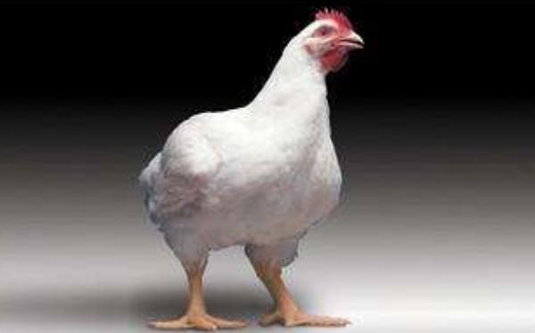 白羽肉鸡品种有哪些? 白羽肉鸡怎么养殖