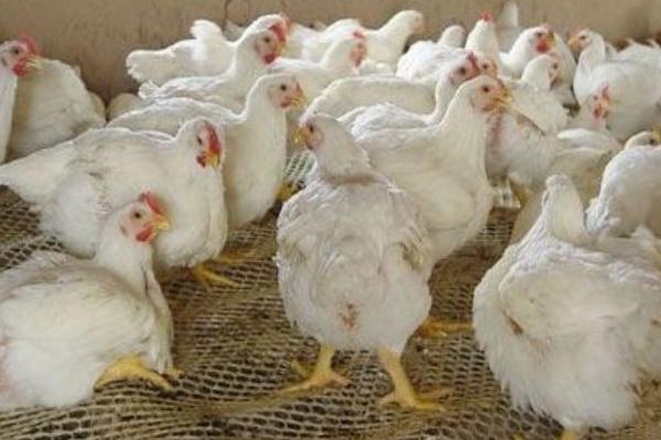 白羽肉鸡品种有哪些? 白羽肉鸡怎么养殖