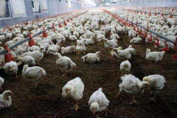 白羽肉鸡品种有哪些? 白羽肉鸡怎么养殖