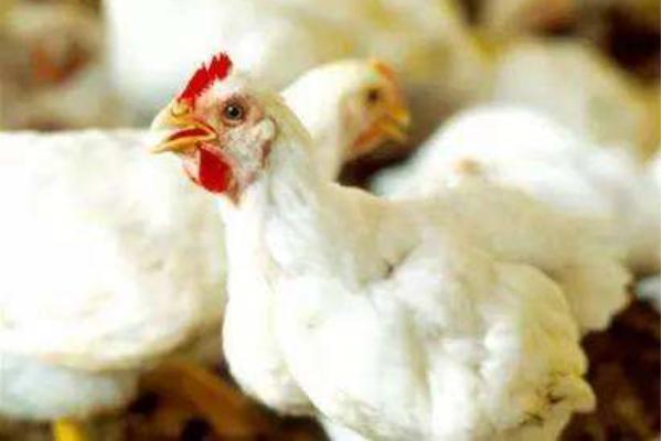 白羽肉鸡品种有哪些? 白羽肉鸡怎么养殖