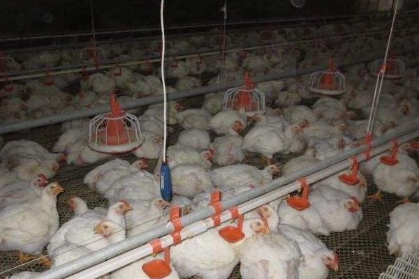 白羽肉鸡品种有哪些? 白羽肉鸡怎么养殖