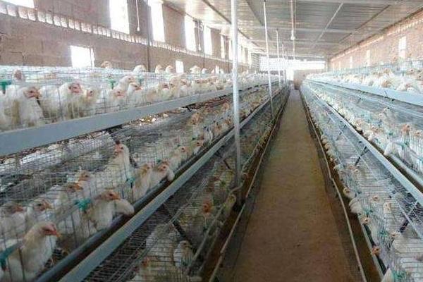 白羽肉鸡品种有哪些? 白羽肉鸡怎么养殖