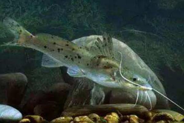 芝麻剑鱼多少钱一斤? 什么是芝麻剑鱼