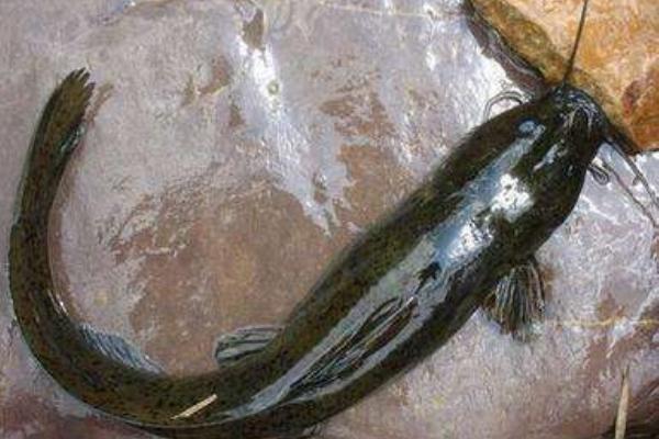 芝麻剑鱼多少钱一斤? 什么是芝麻剑鱼