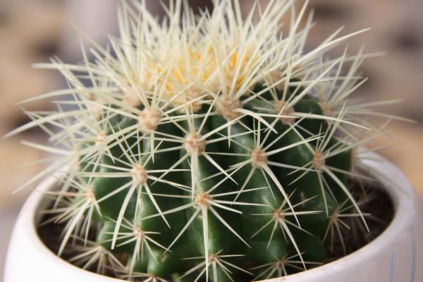 仙人球的摆放风水 灵璧石摆放的风水