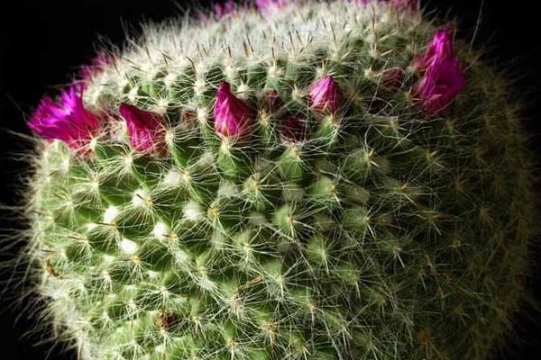 仙人球的摆放风水 灵璧石摆放的风水