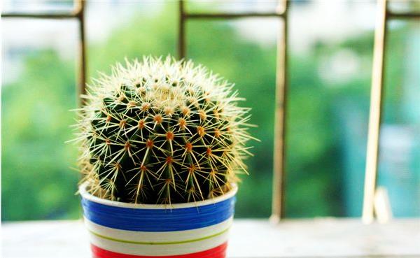 仙人球的摆放风水 灵璧石摆放的风水