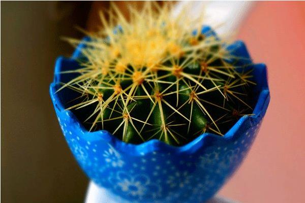 仙人球的摆放风水 灵璧石摆放的风水