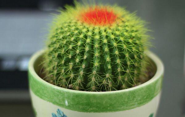 仙人球的摆放风水 灵璧石摆放的风水