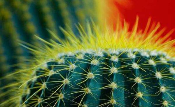 仙人球的摆放风水 灵璧石摆放的风水