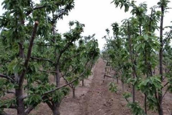 樱桃树的种植与管理技术 樱桃树的修剪方法