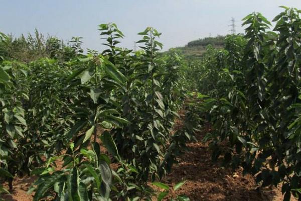 樱桃树的种植与管理技术 樱桃树的修剪方法