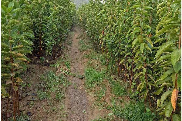 樱桃树的种植与管理技术 樱桃树的修剪方法