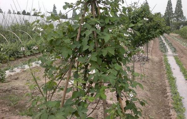 樱桃树的种植与管理技术 樱桃树的修剪方法