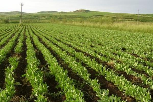 农村种什么药材赚钱 现在农村种植药材赚钱吗