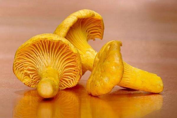 鸡油菌怎么做好吃又简单 鸡油菌家常做法大全