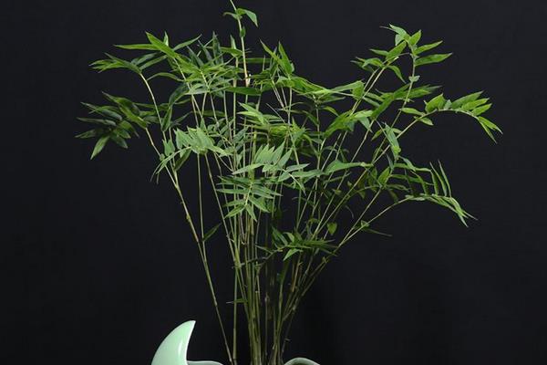 室内养竹子风水好吗 门口种竹子风水好吗