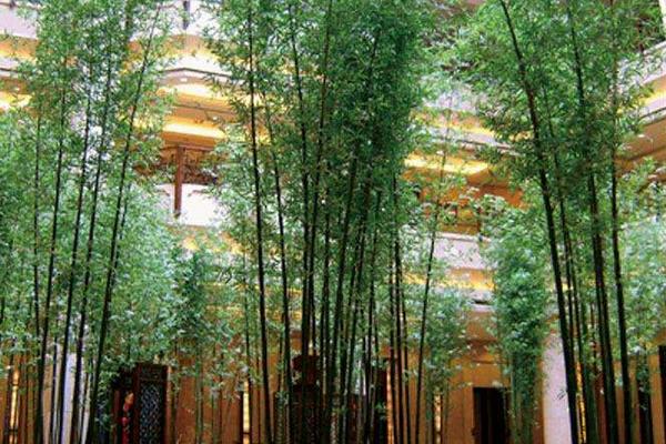 室内养竹子风水好吗 门口种竹子风水好吗