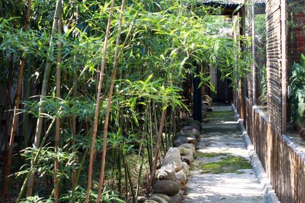 室内养竹子风水好吗 门口种竹子风水好吗