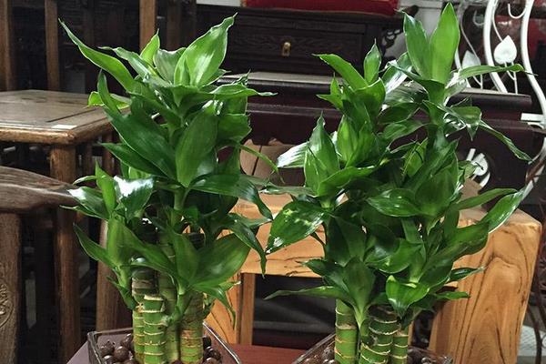 书桌摆放风水正确图 家具摆放的风水讲究