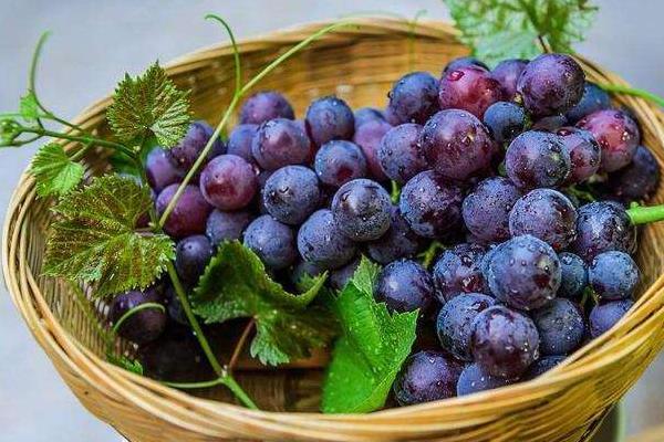 葡萄用盐水泡多久 葡萄一天吃多少合适