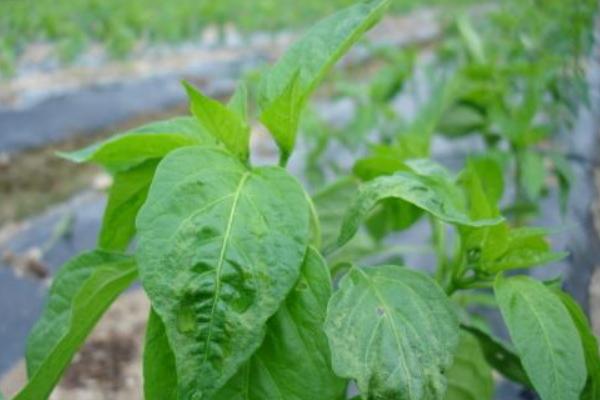 辣椒叶的功效与作用及禁忌 辣椒叶的食用方法有哪些