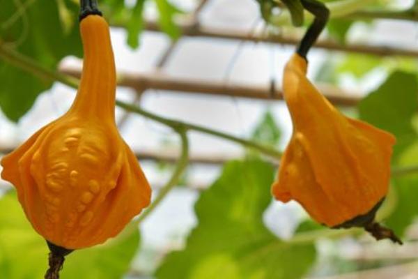 玩具南瓜可以吃吗 玩具南瓜怎么把玩