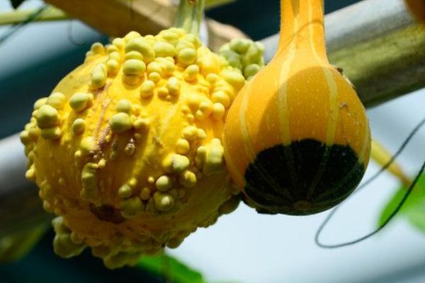 玩具南瓜可以吃吗 玩具南瓜怎么把玩